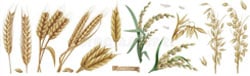 Agriculture